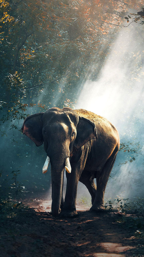The Story of the Elephant Protector 2 screenshot