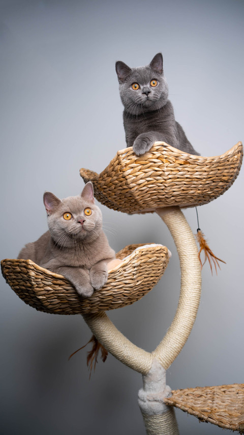 English short cat is very popular 41 screenshot