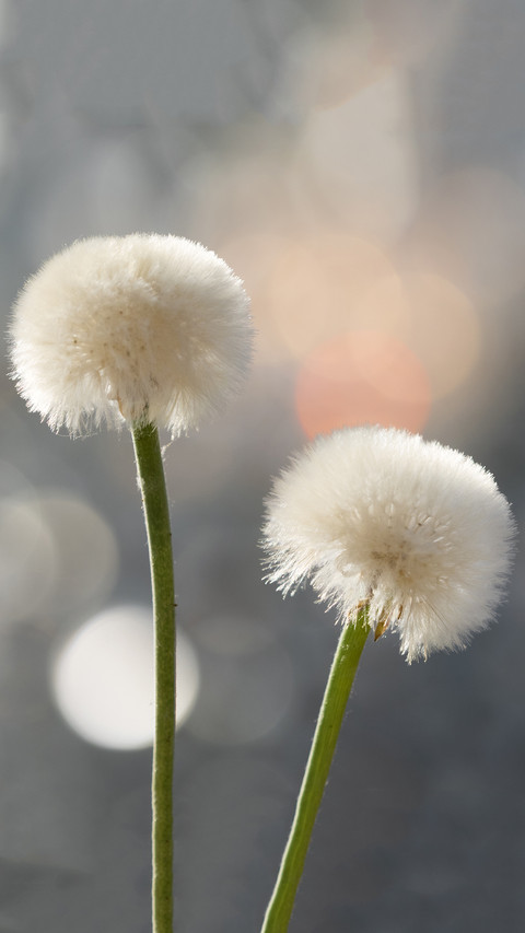 International-Dandelion Flower screenshot