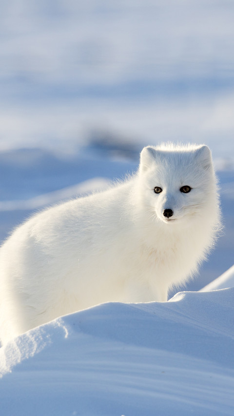 International-Arctic fox screenshot