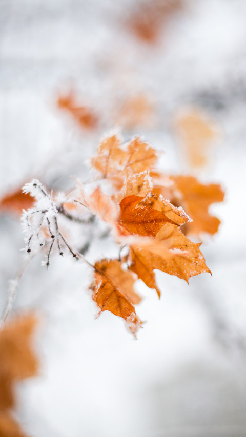 Winter plants screenshot