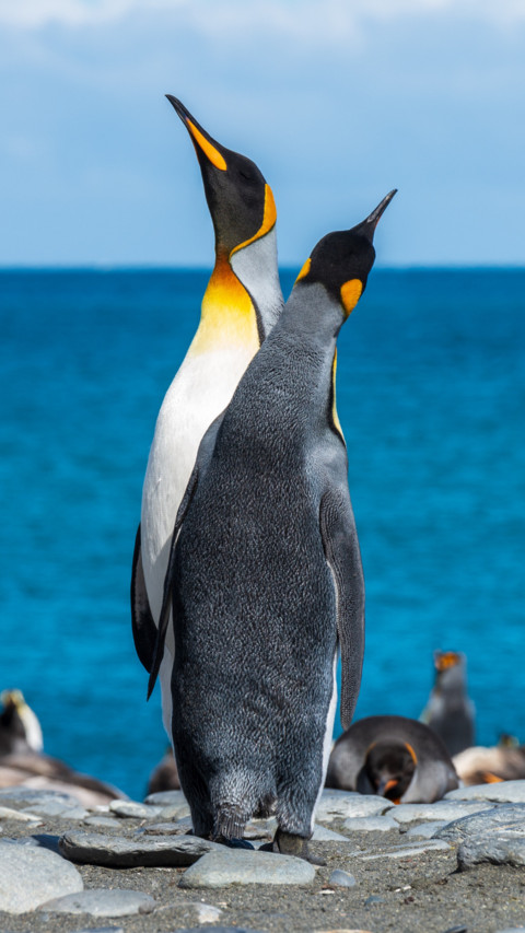 Penguin (2) screenshot