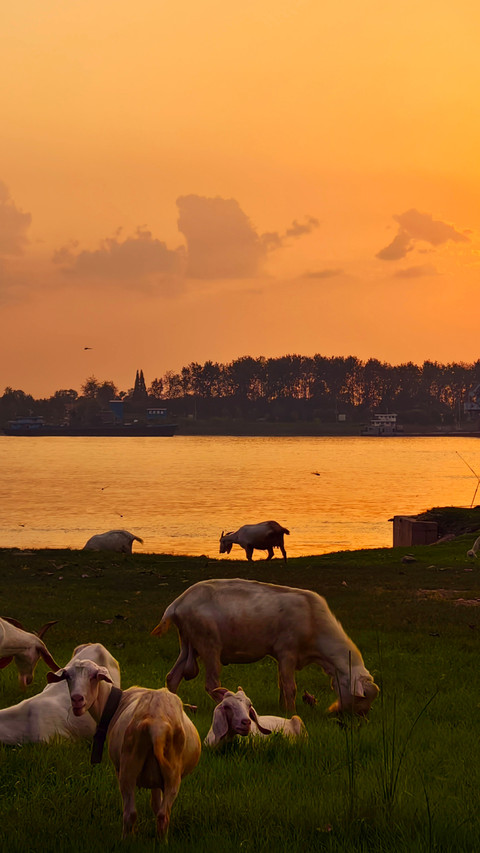 Song of herding sheep screenshot