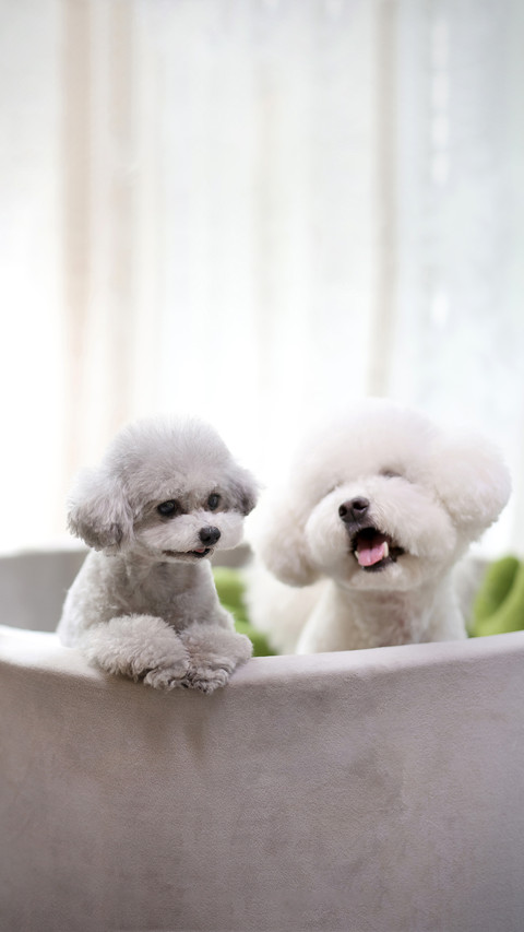 Teddy is not a dog breed screenshot