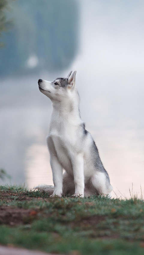 Dog56 screenshot