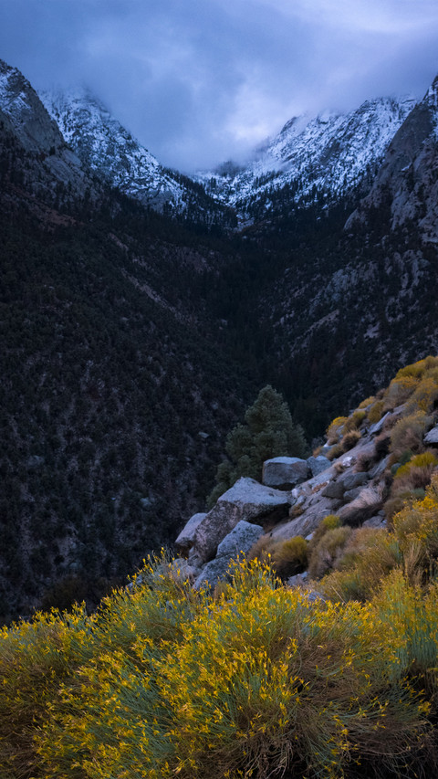 Rabbit brush and first snow screenshot
