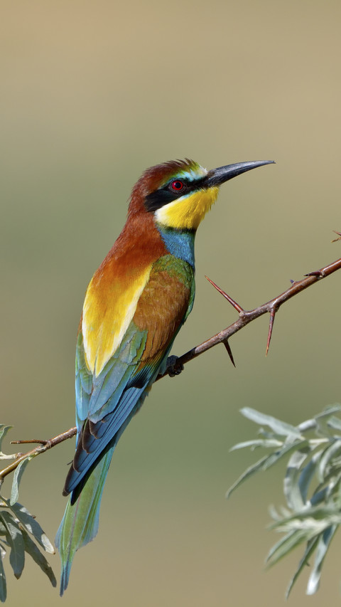 European Bee-eater Bird screenshot