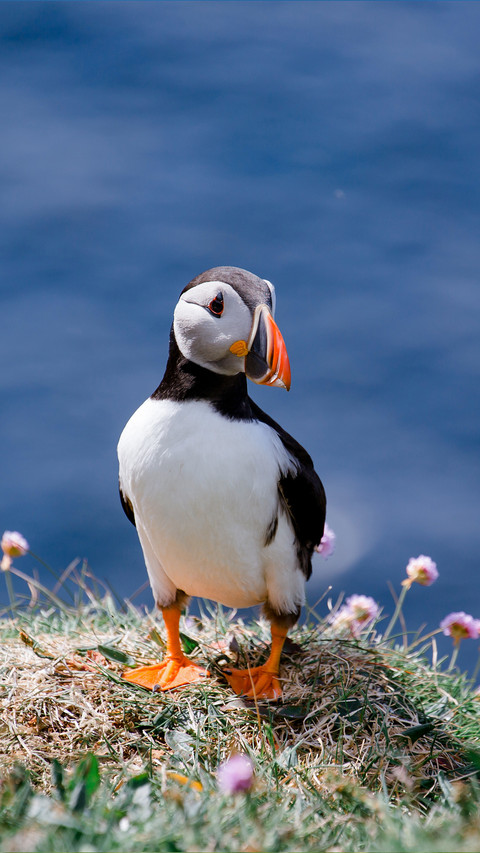 Little Puffin on Isle of Lunga in Scotland screenshot