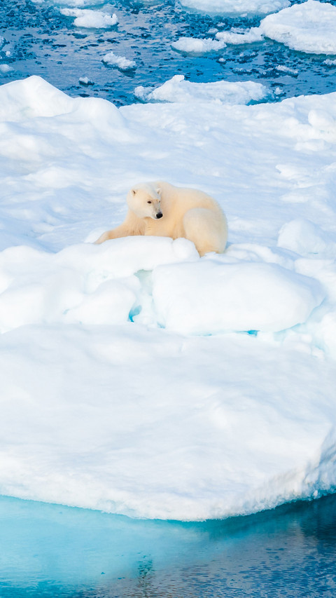 Large polar bear sitting on the ice pack in the Arctic Circl screenshot