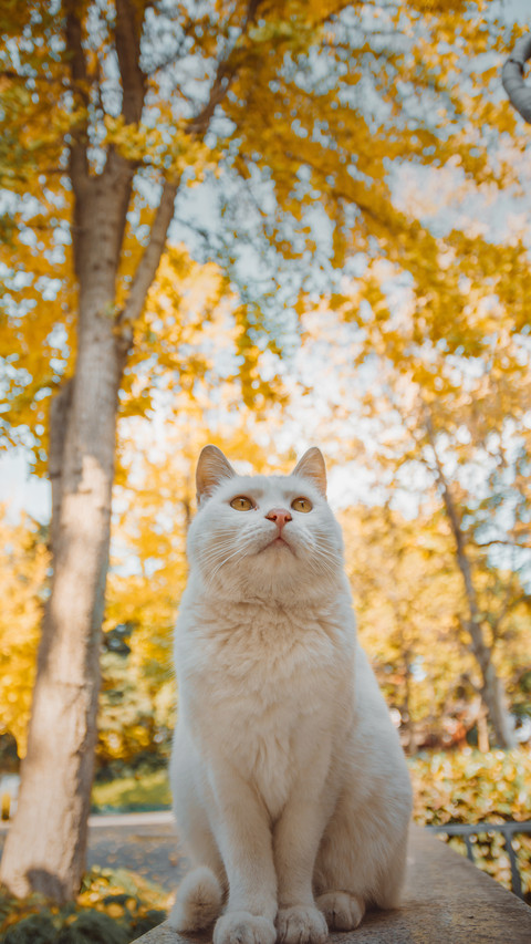 A White Cat Sitting on The Ground screenshot