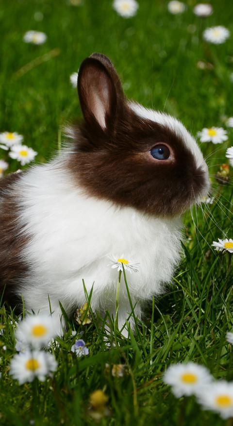 Cute Animals (13) screenshot