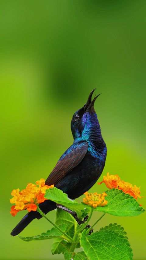 Tips for shooting birds 02 screenshot