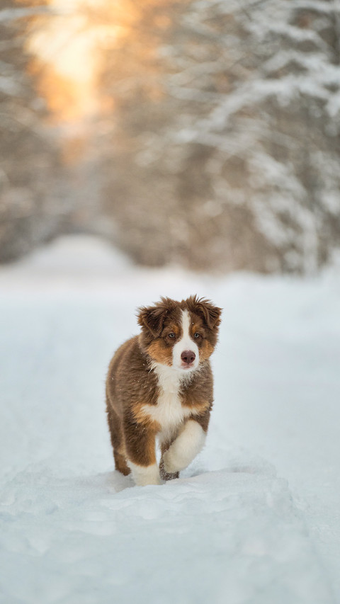Purebred young puppy on walk in park screenshot