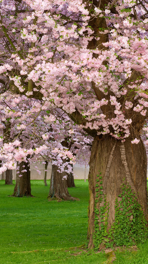 Cherry blossoms in splendor screenshot