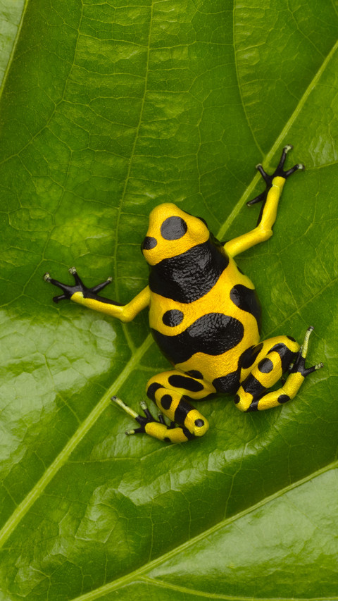 Arrow poison frog screenshot