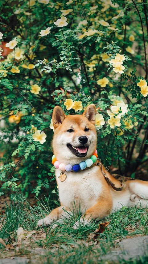 倔强的柴犬 screenshot