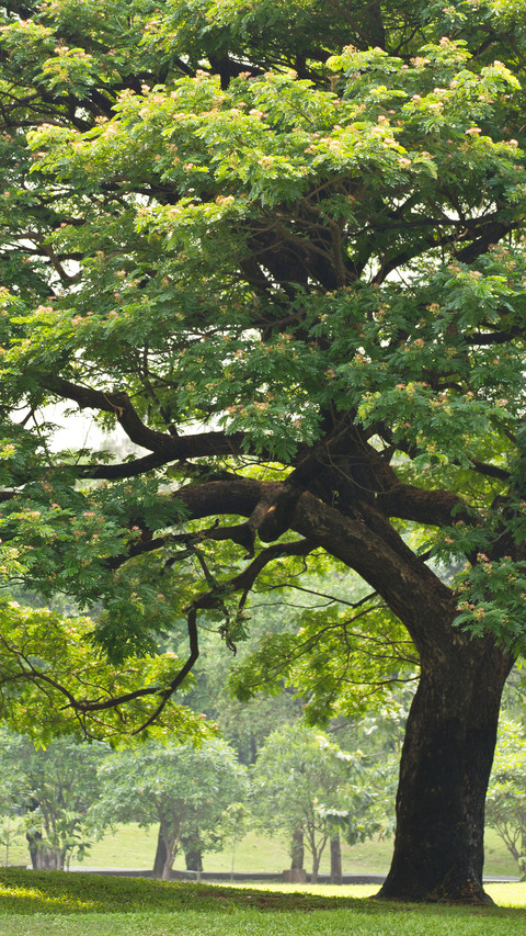Green forest screenshot