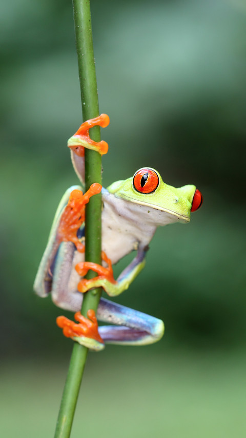Live rainbows in the animal world 2 screenshot