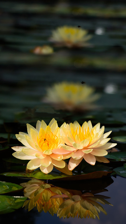Blooming Flowers screenshot