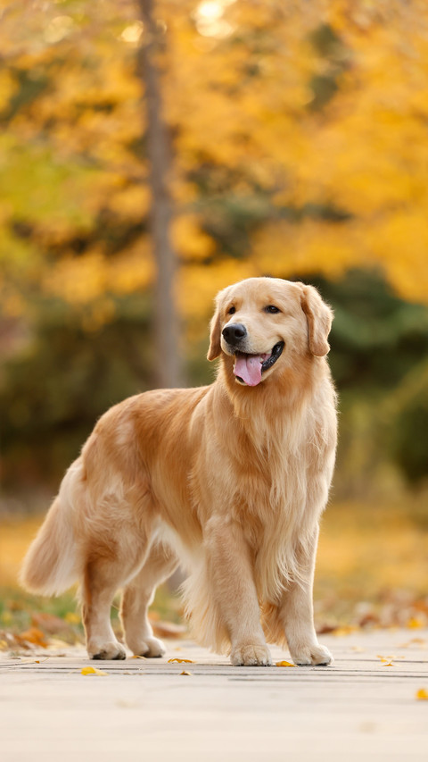 Places that dogs like screenshot