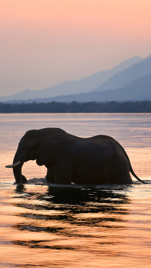 Wild elephant-01 screenshot