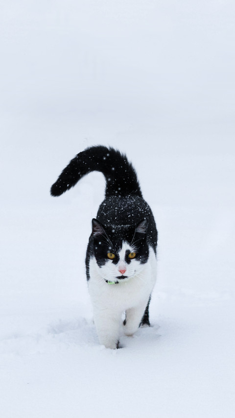 Beautiful cat in the snow screenshot