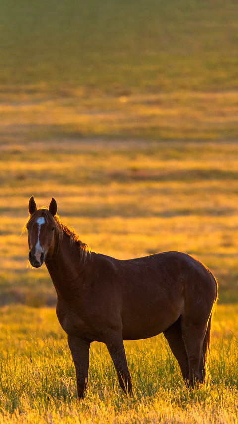 Wild horse grazing in a field at sunrise screenshot