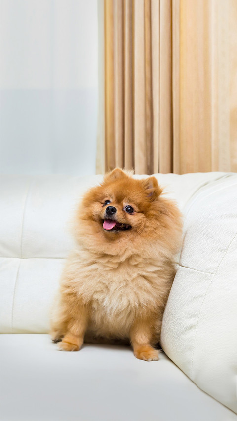 狗Shutterstock-289561274 screenshot