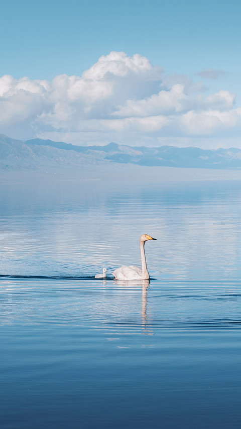 Swans gracefully swim on the tranquil Lake Selim screenshot
