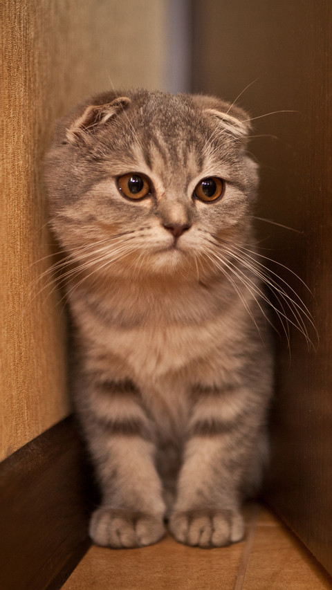 What signs will cats have before they fall ill 91 screenshot