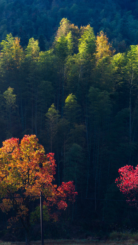 The autumn colors are vivid in Huangshan and Tachuan. screenshot