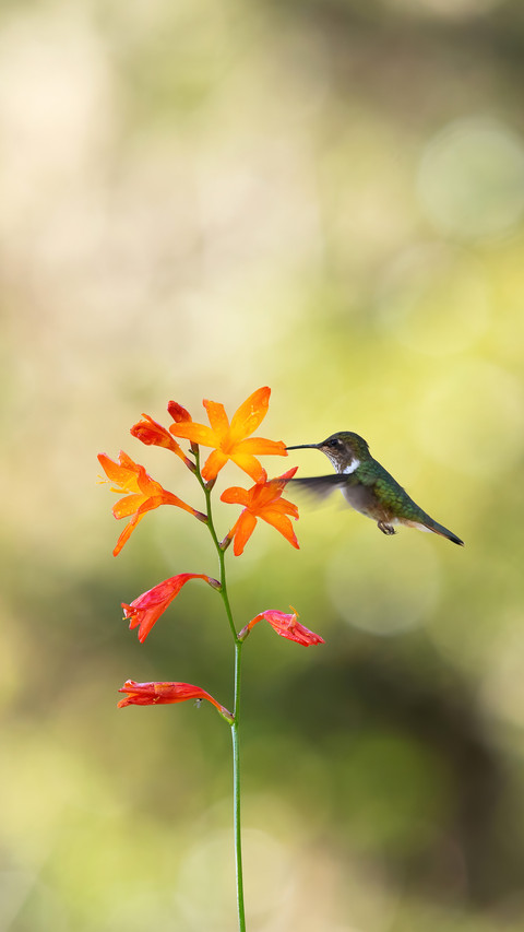 Lovely bird-01 screenshot
