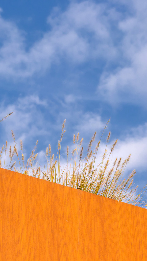 The foxtail grass on the eaves screenshot