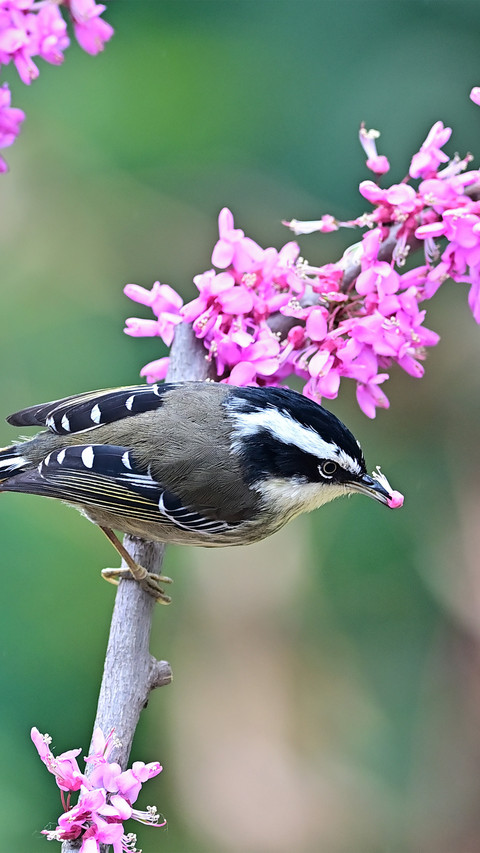 The firetailed babbler and purple flowers screenshot
