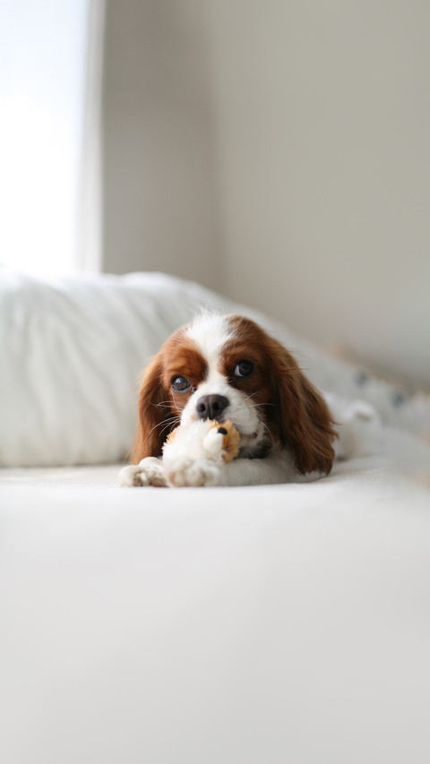 Cavalier King Charles Cocker Spaniel Photo screenshot