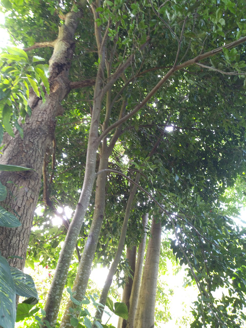 tree in the forest screenshot