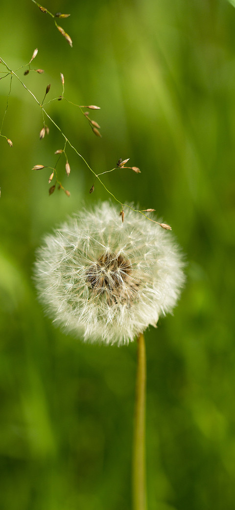 The dandelion-PAIXIN screenshot