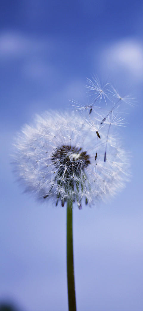 The beauty of plants-PAIXIN screenshot