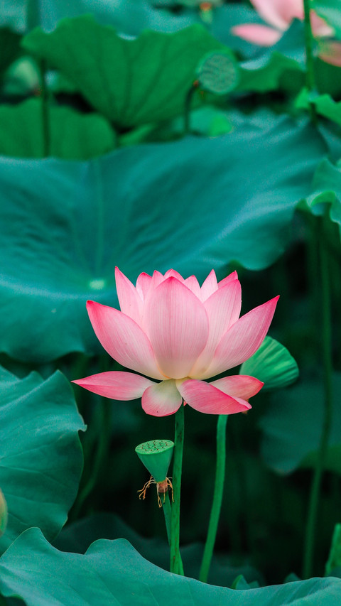 荷花令人叹绝的冷知识 screenshot