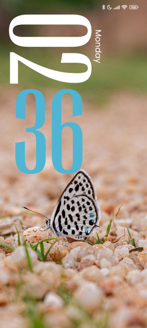 Colorful Butterfly screenshot
