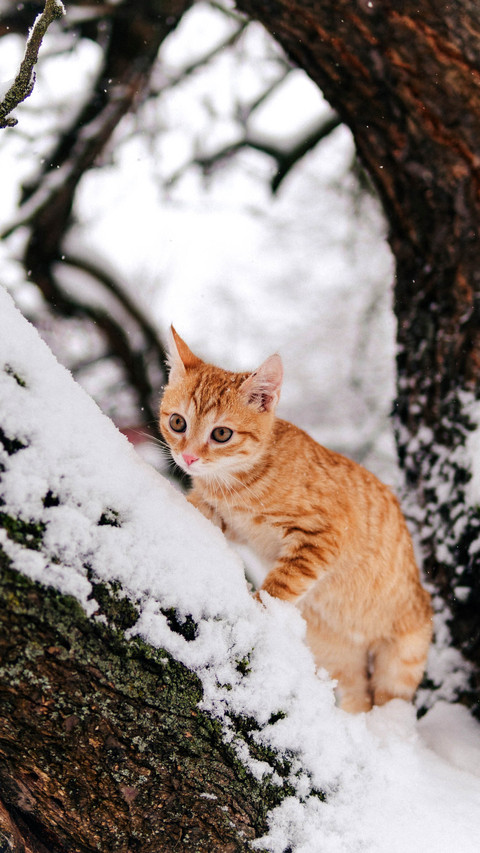 Ginger Orange Cat Sitting and Climbing a Snowy Tree screenshot