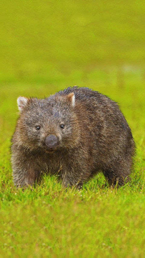 Australian koala screenshot