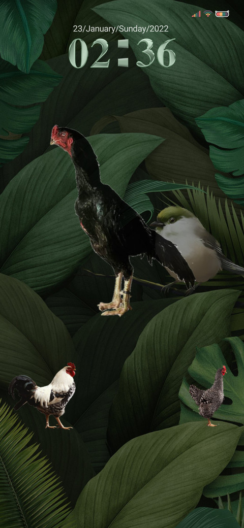 Rooster Chicken screenshot