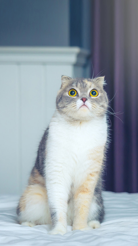 How to respond to cat requests 36 screenshot