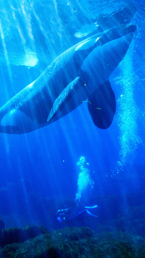 海中之王虎鲸 screenshot