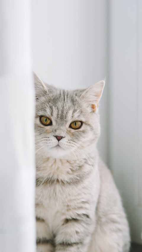 Adorable scottish breed indoor cat portrait screenshot