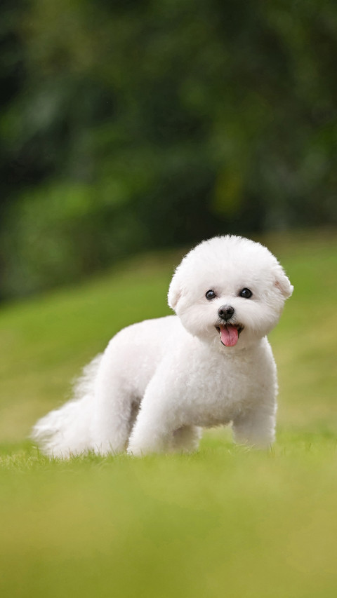 Is calcium supplementation for dogs a tax on intelligence screenshot