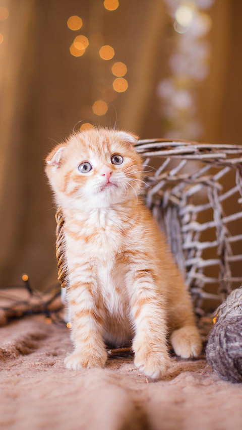 luck cat-PAIXIN screenshot
