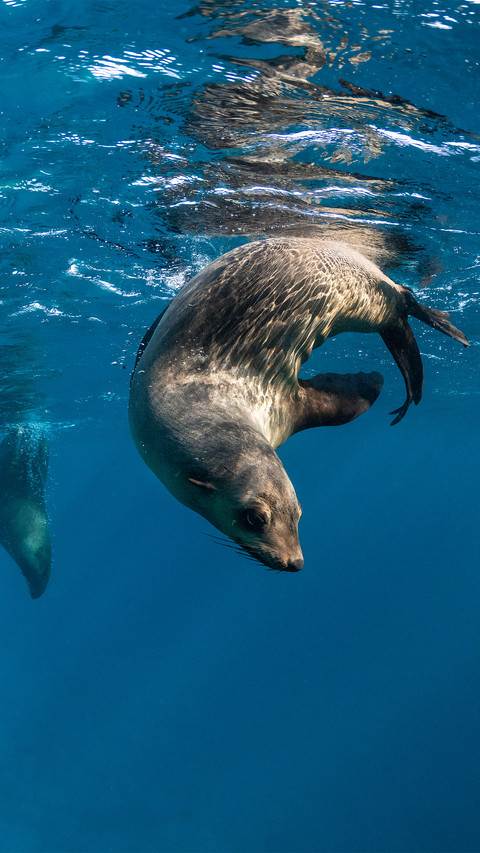 The sea dog under the water surface screenshot