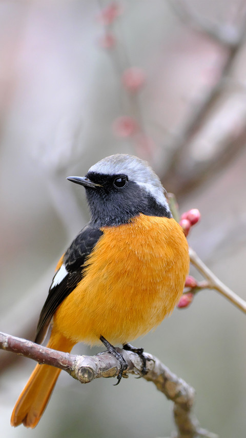 Osaka march redtailed robin screenshot
